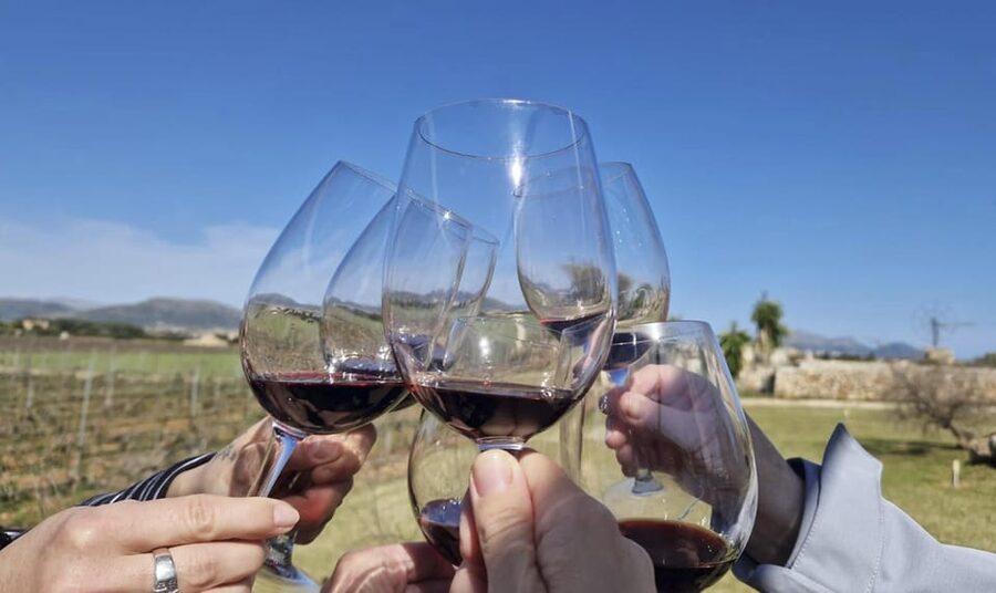 Alcúdia/Can Picafort: Guided Vineyard Visit and Wine Tasting - Alcúdia’s small-batch winery, and why an owner-led guide matters