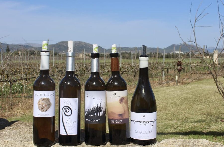 Alcúdia/Can Picafort: Guided Vineyard Visit and Wine Tasting - Shared coach pickup from Alcúdia, Playa de Muro, and Can Picafort