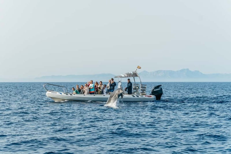 Alcudia or Can Picafort: Dolphin-Watching Cruise - Tour rhythm on the water: how it feels minute to minute