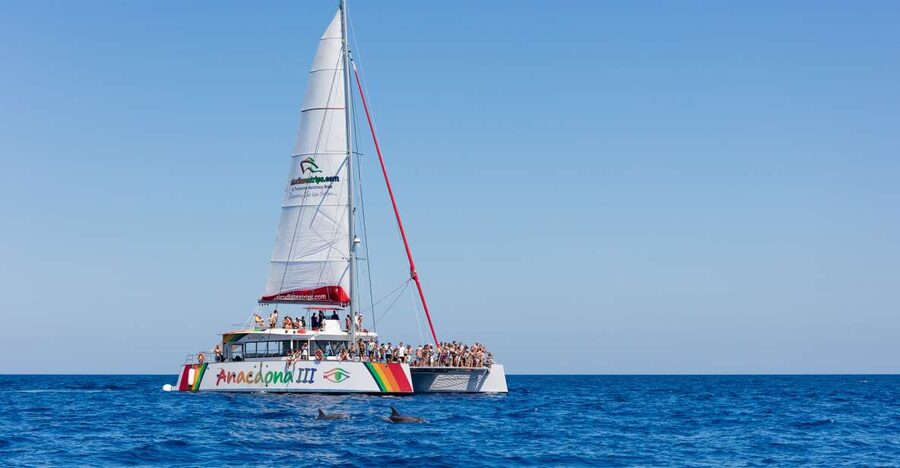 Alcudia: Sunset Catamaran Tour with Dinner and Snorkeling - The quiet cove stop: paddling, relaxing, and snorkel time