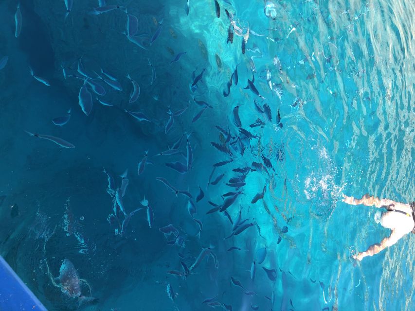 Can Picafort: Dolphin Watching Boat Tour with Swimming - Key things I’d circle on your planning list