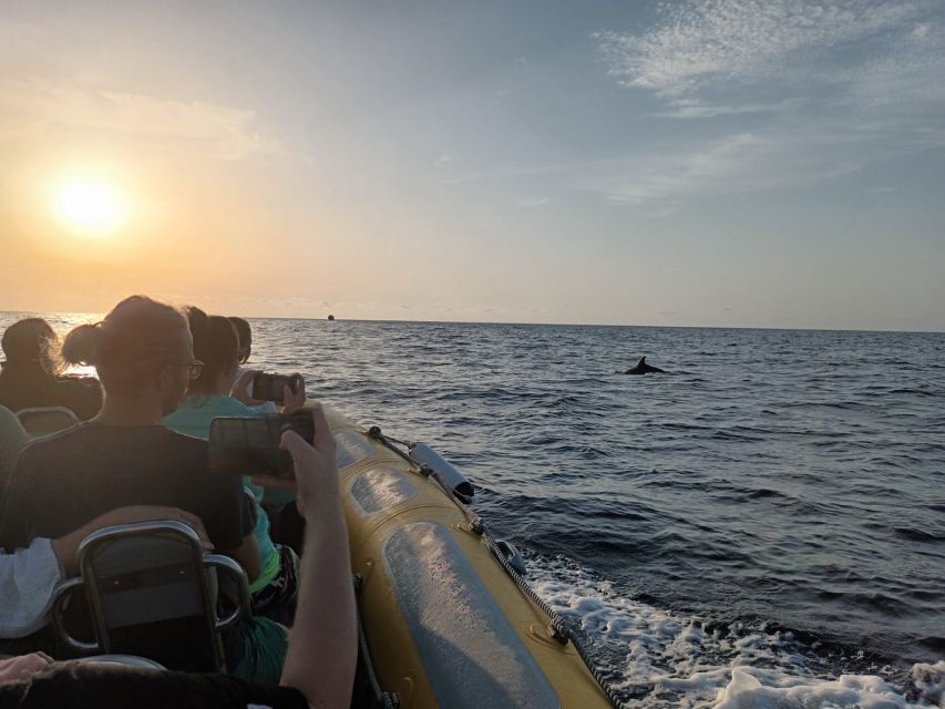 Can Picafort: Dolphin Watching Boat Tour with Swimming - Dolphin watching: what you’re really paying for