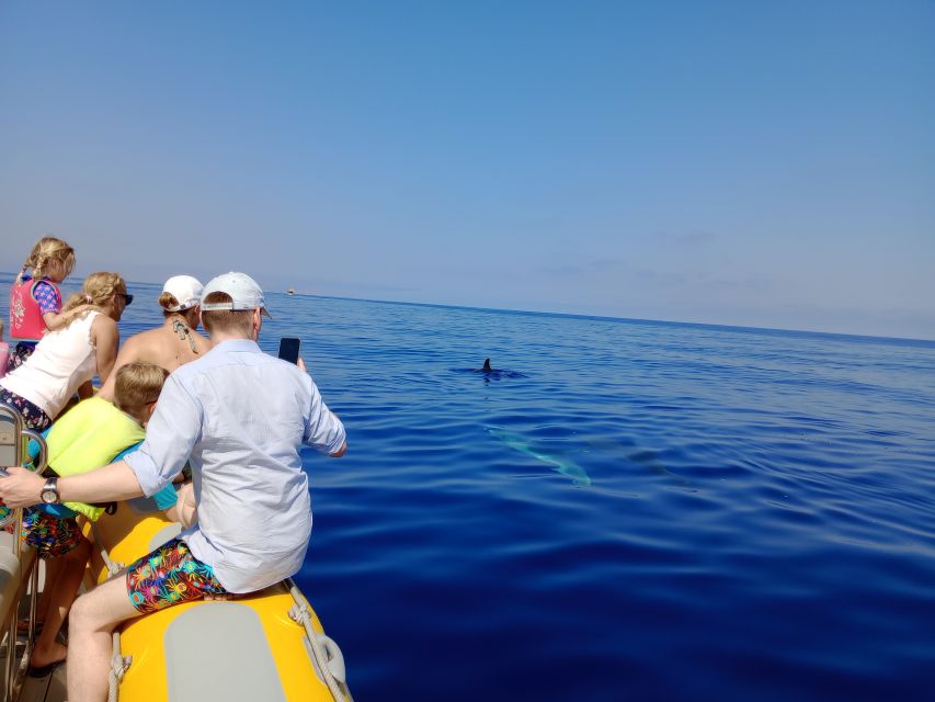 Can Picafort: Dolphin Watching Boat Tour with Swimming - Swimming and snorkel: how weather changes the plan