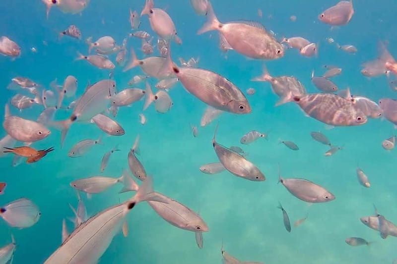 Can Picafort: Private Boattrip - Snorkeling-Beach- Caves - Key Points to Know Before You Go