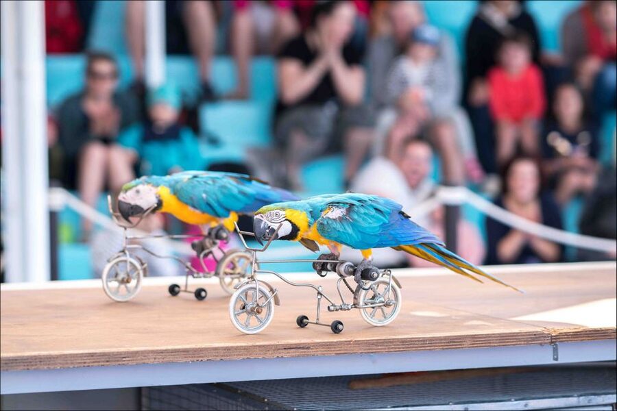Costa d'en Blanes: Entry Ticket for Marineland Mallorca - Price and value at about $35 per person