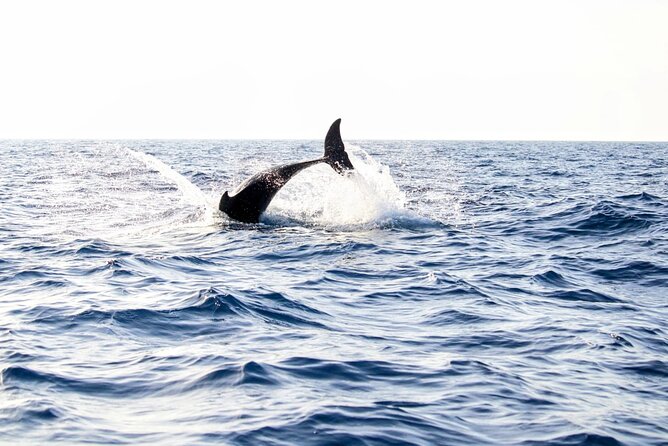 Dolphin watching by boat - Key things to know before you go