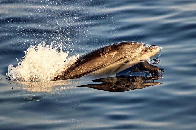 Dolphin watching by boat - Sunrise Dolphin Watching from Alcudia to Cap de Formentor