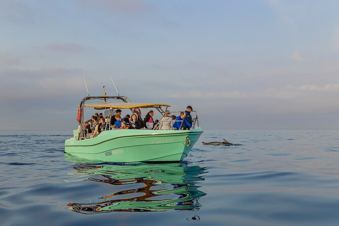 Dolphin watching by boat - Comfort on a Boat: Toilet Included, Soda Not
