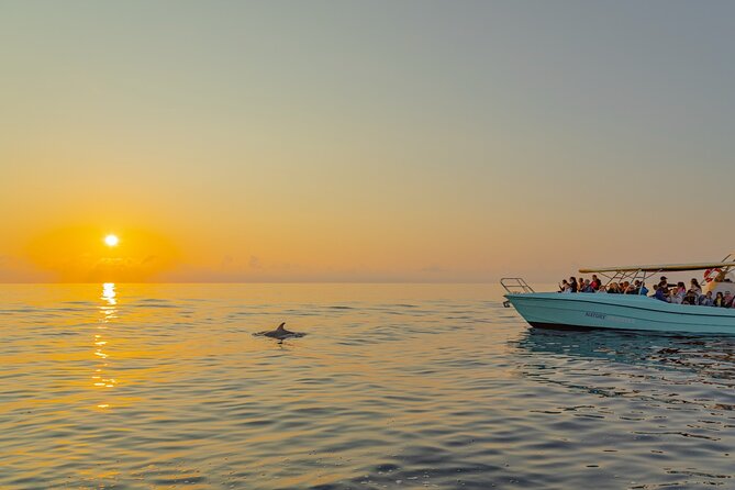 Dolphin watching by boat - Weather Rules: The Biggest Factor You Can’t Control