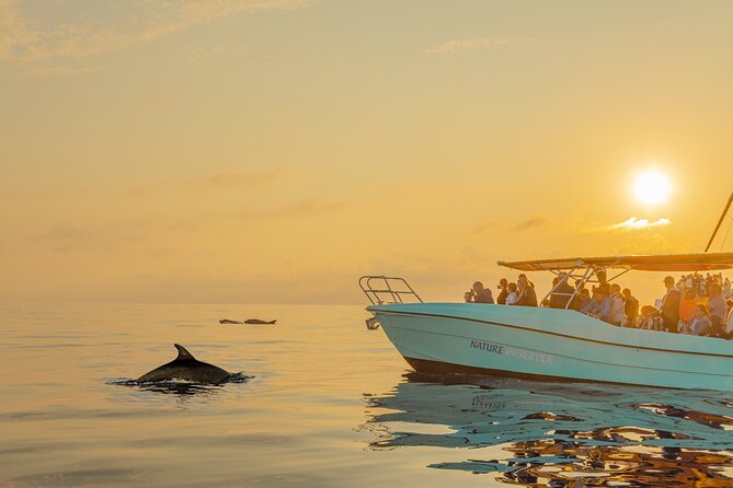 Dolphin watching by boat - Getting on Board: Meeting Point in Alcudia