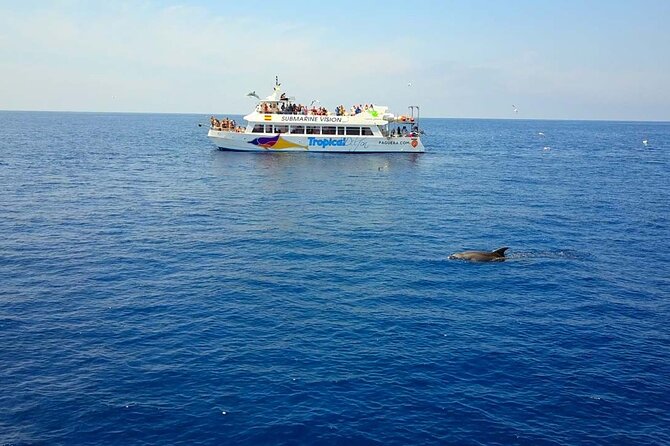 Dolphin Watching in Mallorca (Paguera) - Key points before you go