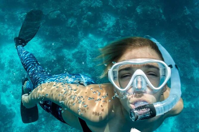 Dolphin Watching in Mallorca (Paguera) - Stop 1 in Peguera: dolphin sighting, underwater viewing, then the clear-water swim