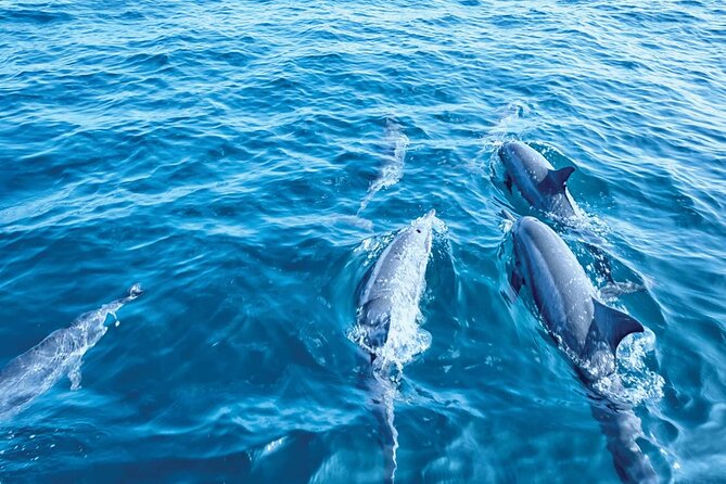 Dolphin Watching in Mallorca (Paguera) - Stop 3 by Cala Fornells: sailing views while you still feel the action