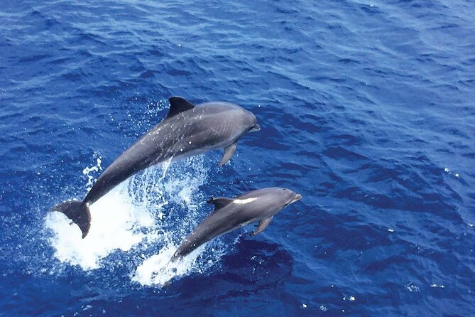 Dolphin Watching in Mallorca (Paguera) - Snorkel masks and the €20 deposit, how to avoid surprises