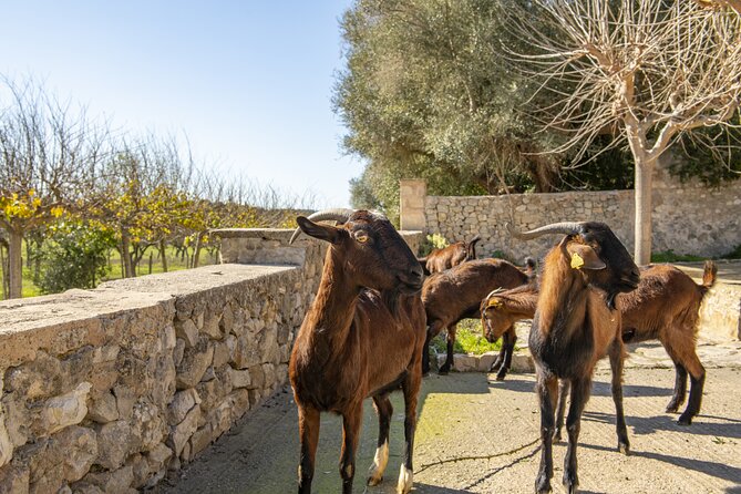 Els Calderers House Museum in Mallorca - Ground-floor loop: hall, priest’s office, chapel, and the celler