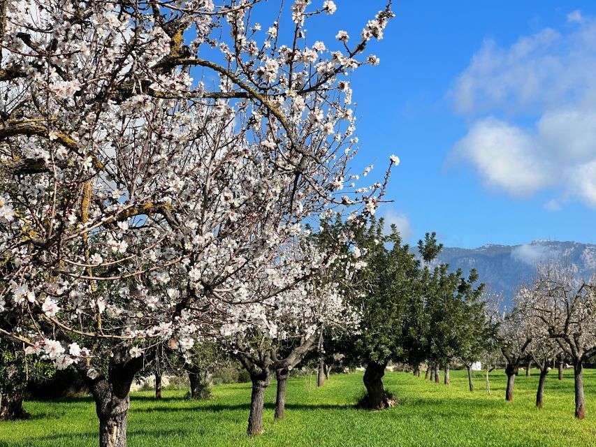 Embrace the enchantment of Mallorca's almond blossom season - Price, value, and who this tour fits best