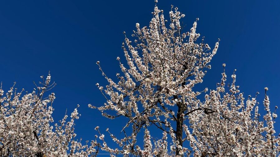 Embrace the enchantment of Mallorca's almond blossom season - Almond blossom season on Mallorca, timed right