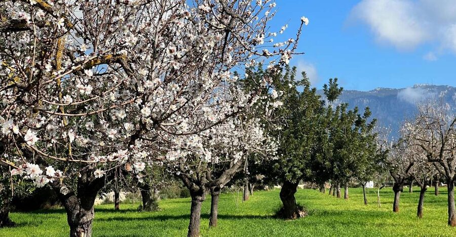 Embrace the enchantment of Mallorca's almond blossom season - Moorish country estate, and why that stop is more than scenery