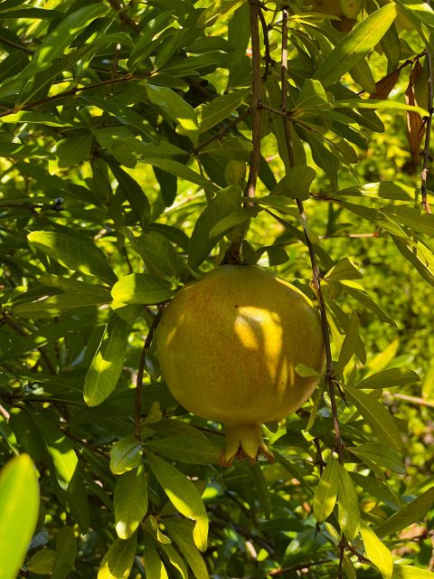 Embrace the enchantment of Mallorca's almond blossom season - Orange Valley time, tasting, and learning how fruit becomes food
