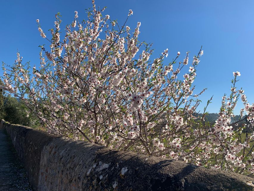 Embrace the enchantment of Mallorca's almond blossom season - Food, photos, and the guide vibe that matters