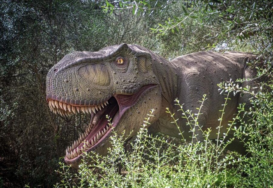 From Alcúdia: Dinosaurland and Hams' Caves Half-Day Trip - The air-conditioned coach ride from Alcúdia (and how to use it well)