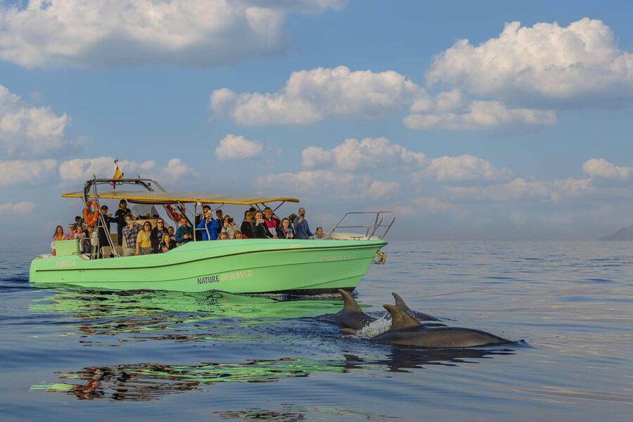 From Alcudia: Sunrise Dolphin Watching Boat Tour - A 2-hour sunrise mission: dolphins, light, and the calm kind of excitement