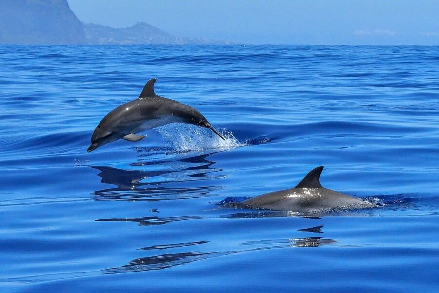 From Alcudia: Sunrise Dolphin Watching Boat Tour - Getting to Port d’Alcúdia: pickup from Alcúdia and Can Picafort that actually works