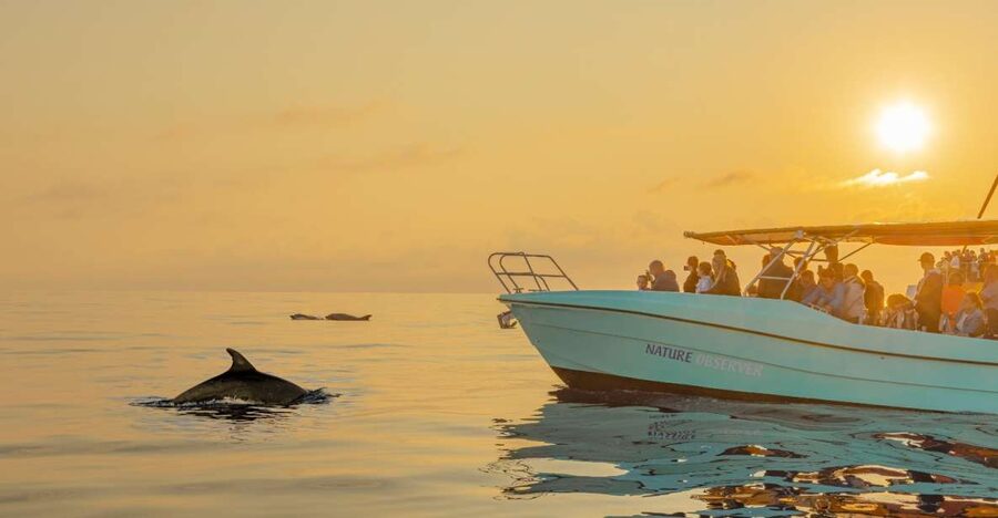 From Alcudia: Sunrise Dolphin Watching Boat Tour - Alcúdia Bay dolphin watching: how close you get and how the crew keeps it respectful
