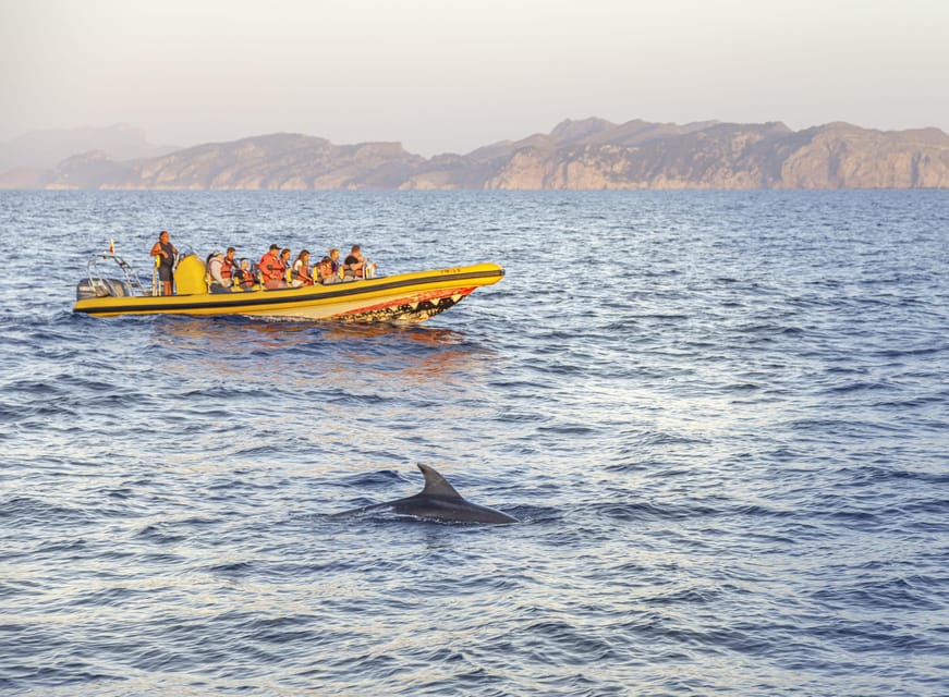 From Alcudia: Sunrise Dolphin Watching Boat Tour - Price and value: is $93 a fair deal for this 2-hour experience?