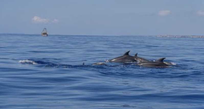 From Can Picafort: Dolphin Watching and Cave Boat Trip - Quick Takeaways: What Makes This Dolphin And Cave Trip Work
