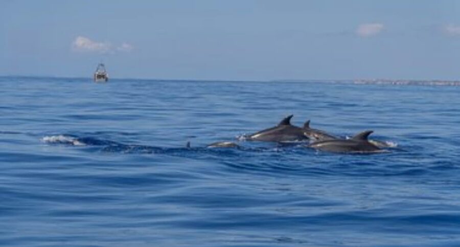 From Can Picafort: Dolphin Watching and Cave Boat Trip - Who This Tour Fits Best (And Who Should Skip It)