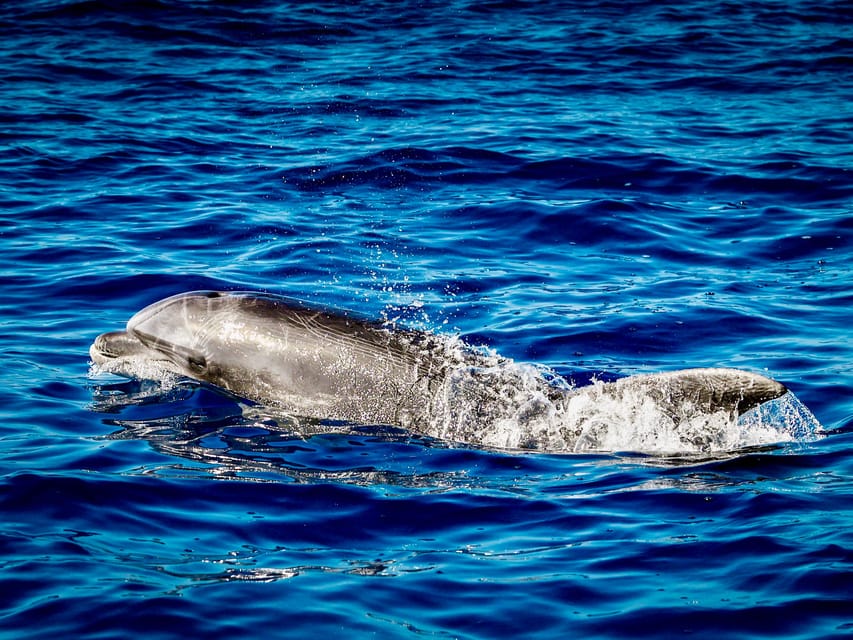 From Can Picafort: Dolphin Watching and Cave Boat Trip - Visiting Cabo de Formentor and Sea Caves Along the Way