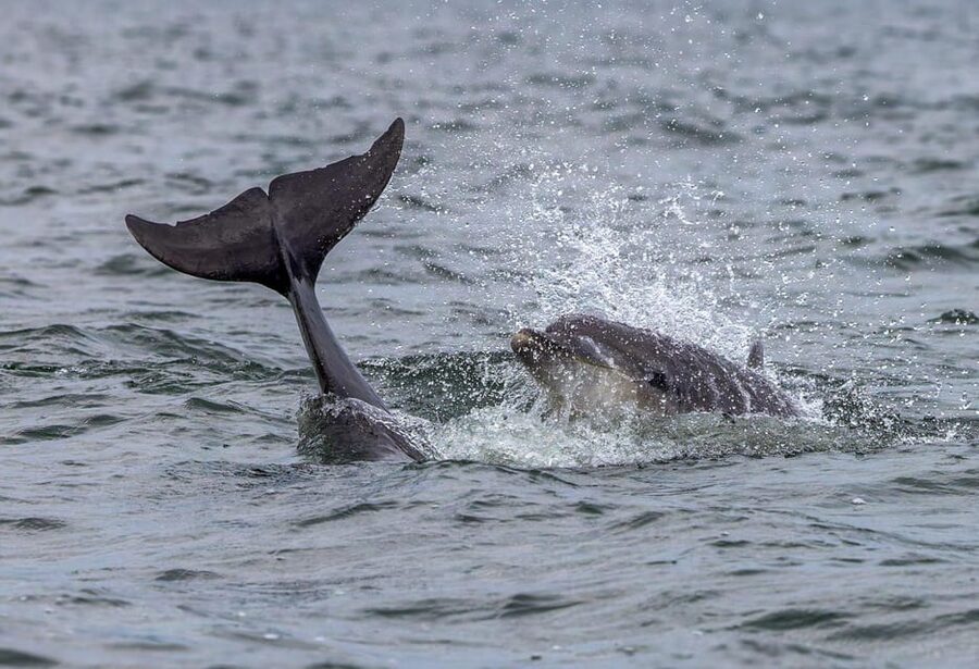 From Can Picafort: Dolphin Watching and Cave Boat Trip - Sunrise Option: A Morning Trip Worth the Early Alarm