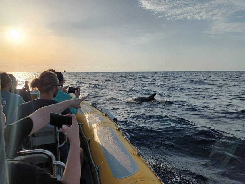 From Can Picafort: Dolphin Watching and Cave Boat Trip - Small Group Dolphin Trips: Why Max 12 People Makes a Difference