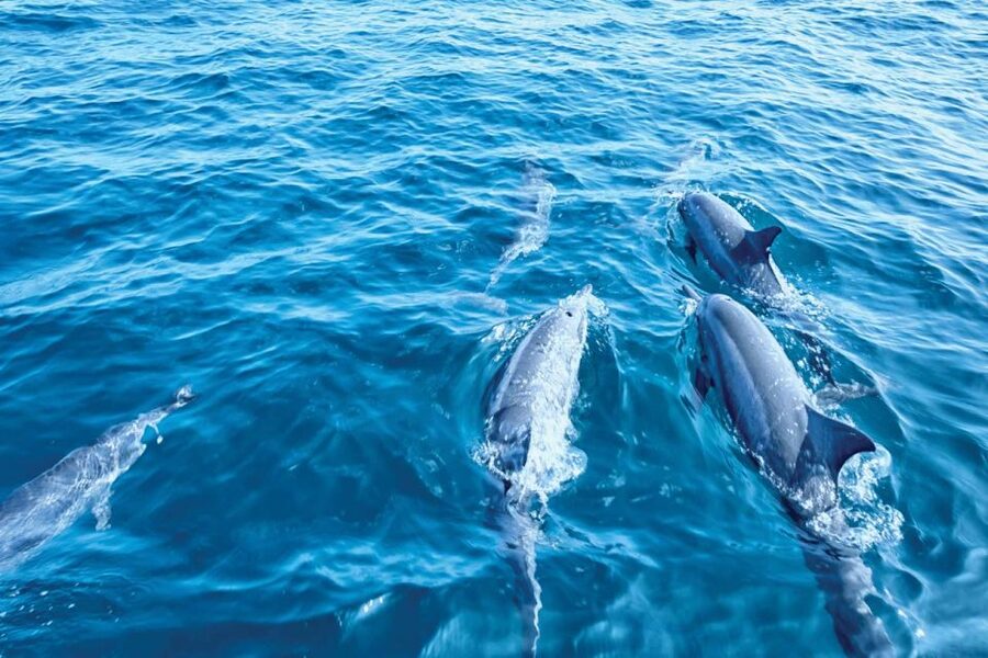 From Palma: 3-Hour Morning Dolphin Watching Boat Tour - Should You Book This Dolphin Watching Tour From Palma?