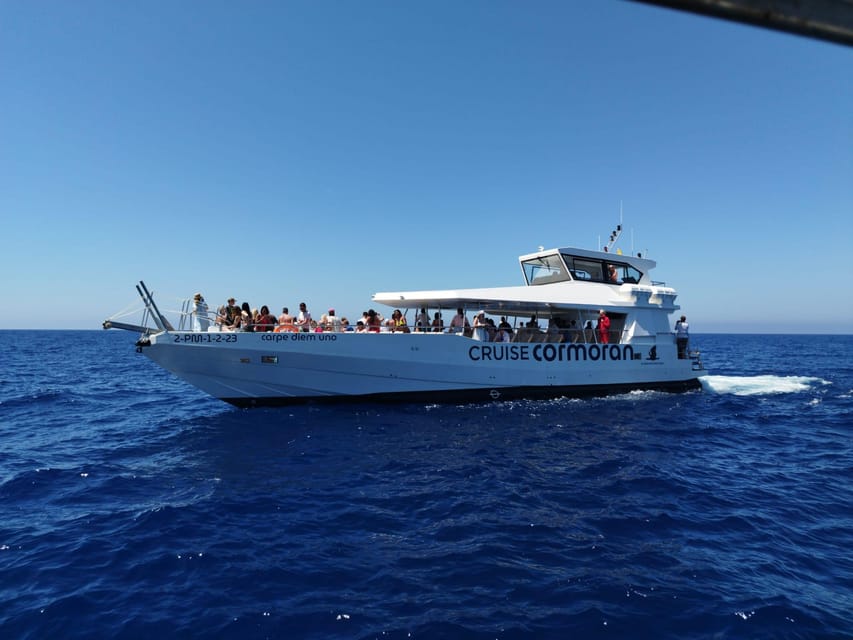 From Palma: 3-Hour Morning Dolphin Watching Boat Tour - Dolphins in Mallorca’s Southwest Waters: How You Can Think About the Chances