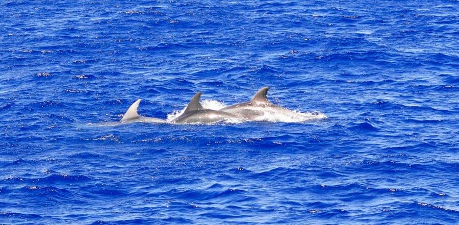 From Palma: 3-Hour Morning Dolphin Watching Boat Tour - The Swim Stop in a Cove: Clear Water and Snorkel Gear That Helps