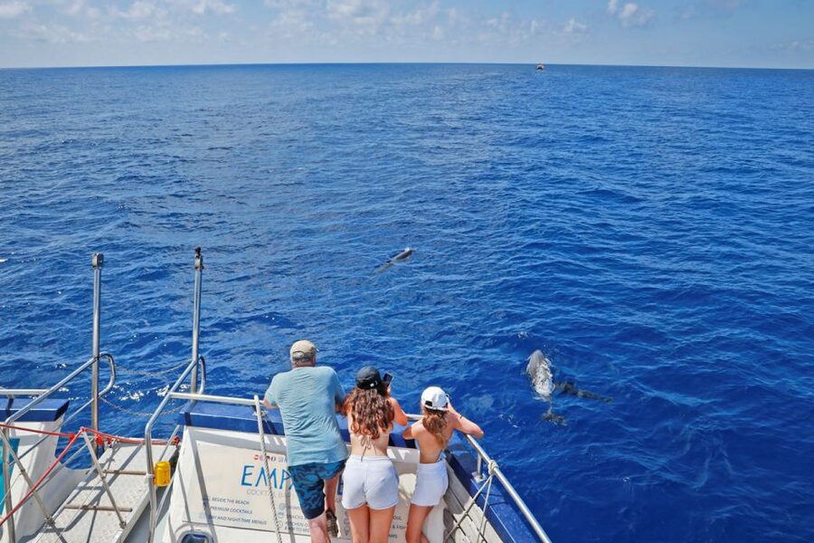 From Palma: 3-Hour Morning Dolphin Watching Boat Tour - Price and Value: Is $63 Worth It?