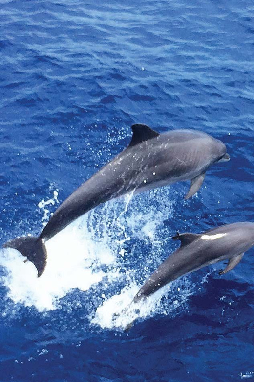 From Palma: Afternoon Dolphin-Watching Boat Tour - Who should book this, and who should skip it