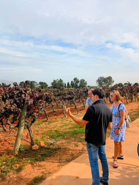 From Palma de Mallorca: Private Wine and Local Flavors Tour - Why this Palma wine tour is a great 3-hour plan