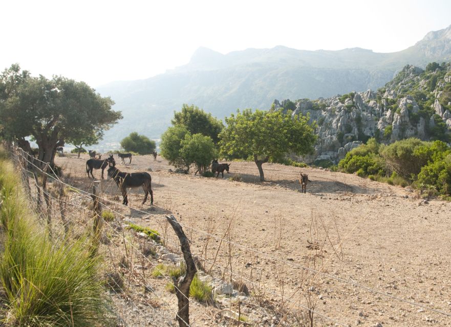 From Palma: Serra Tramuntana and Lluc Monastery Guided Tour - Price and Value: Is $118 a Good Deal for This Much Transport?