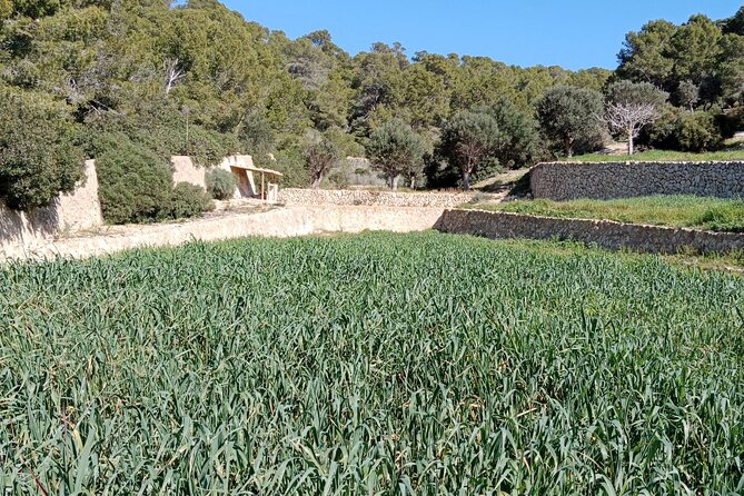 Guided Kayak & Hike from Sant Elm to Sa Dragonera - The Far de Tramuntana lighthouse hike, and what your guide will point out