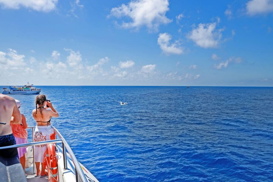 Mallorca: 2-Hour Dolphin Watching Cruise & Glass-Bottom Boat - How Dolphin Watching Works From a Moving Boat