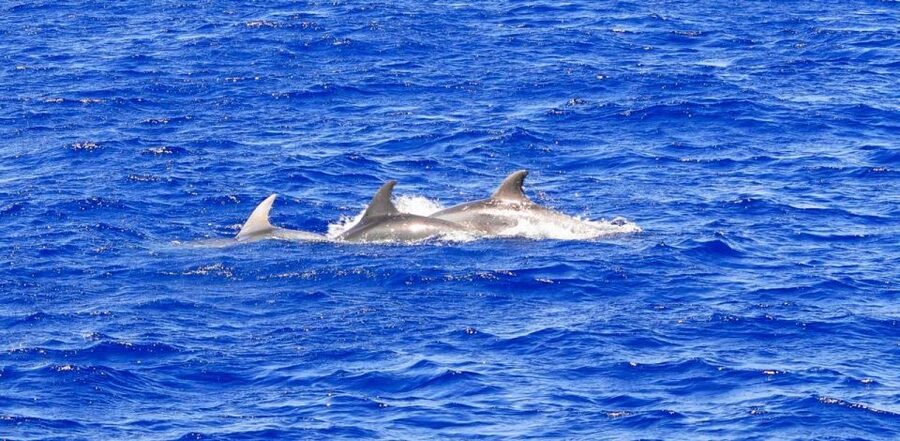 Mallorca: 3-Hour Afternoon Dolphin Watching Boat Tour - Key things to know before you go