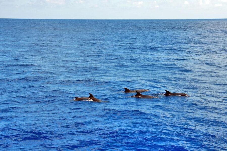 Mallorca: 3-Hour Afternoon Dolphin Watching Boat Tour - Where you board on Mallorca: Santa Ponsa or Paguera
