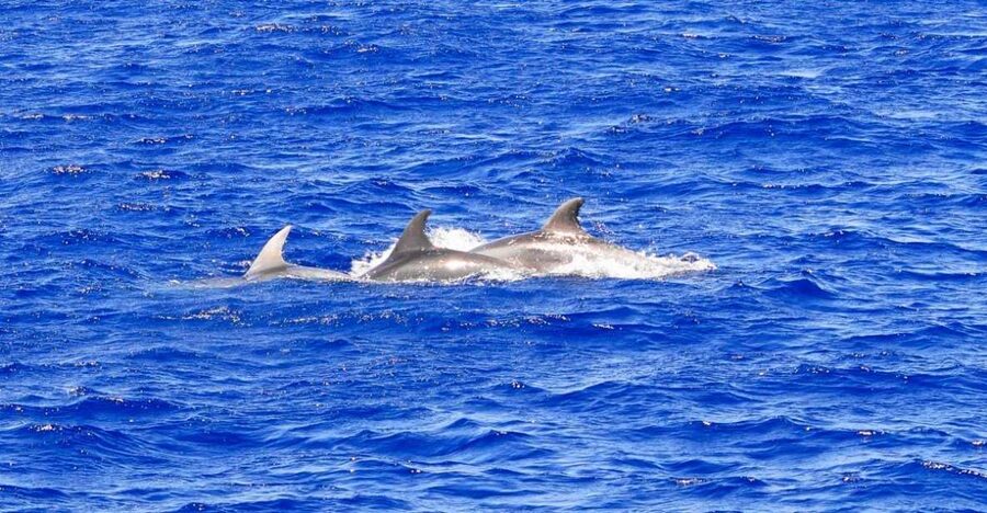 Mallorca: 3-Hour Afternoon Dolphin Watching Boat Tour - How the captain targets dolphin activity (and why that matters)