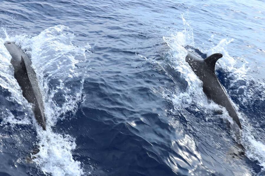 Mallorca: 3-Hour Afternoon Dolphin Watching Boat Tour - Dolphin watching and the environment: what you should expect from the operator