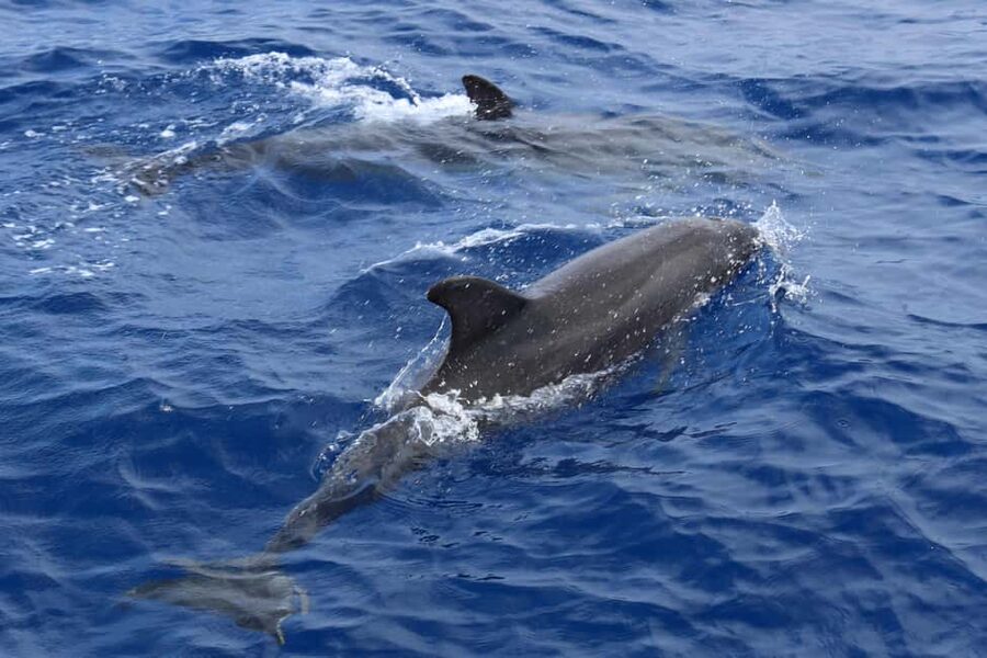 Mallorca: 3-Hour Afternoon Dolphin Watching Boat Tour - Who this tour suits best (and who should think twice)