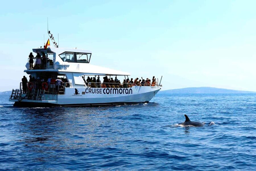 Mallorca: 3-Hour Afternoon Dolphin Watching Boat Tour - Practical tips so you enjoy every part of the 3-hour ride