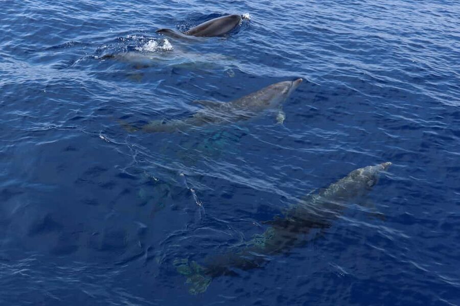 Mallorca: 3-Hour Afternoon Dolphin Watching Boat Tour - Should you book this Mallorca dolphin watching boat tour?